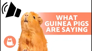 GUINEA PIG SOUNDS and Their MEANINGS 🐹 What Your Cavy Trying to Tell You