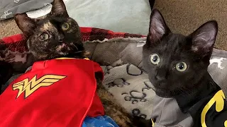 Special needs cat besties are inseparable!
