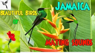 Beautiful birds of Jamaica mating sounds