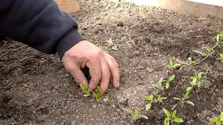Пікіровка розсади помідорів в теплу грядку під агроволокно