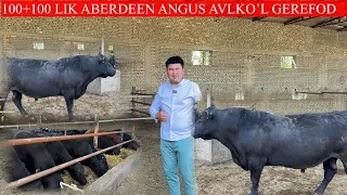 SANJARBEK AKANI 100+100 LIK ABERDEEN ANGUS AVLIKO’L GEREFOD BUQALARI KELDI BUQALAR UDAR SHOSHILING