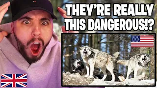 Brit Reacts to American Vs European Animals - Which Are More Dangerous?