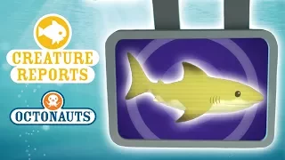 Octonauts - Creature Reports | Whales, Sharks & Dolphins!