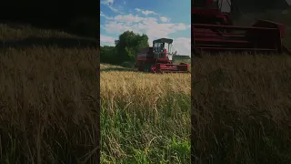 Комбайн Massey Ferguson 330Початок жнив на своїх полях/городах🌾