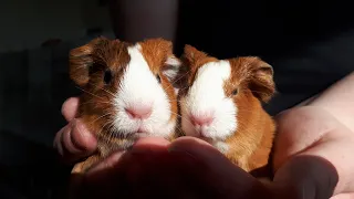 Meerschweinchen Babys Bibi und Tina beim wiegen, so süß