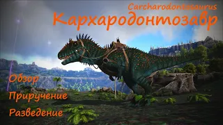 Кархародонтозавр приручение и обзор / Carharodontosaurus