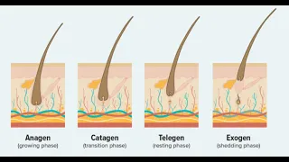 Podstawy trychologii — cykl życia włosa, czyli jak rosną i "umierają" włosy oraz typy i ilość włosów