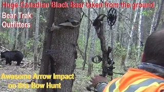 Black Bear arrowed with Rage from ground as hunters try to set up tree stand then get sourounded