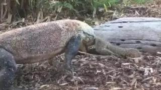 Komodo dragon catches, eats squirrel at San Diego Zoo