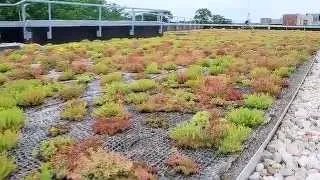 Green Roofs - Science Nation