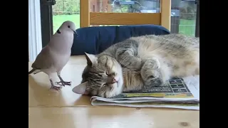 Troll Dove Bird Annoying Cat - Fun Creator