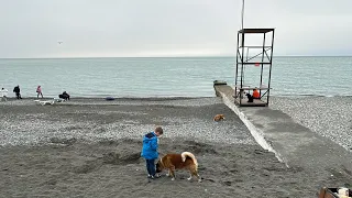 ВЕСНА В АДЛЕРЕ / ЧАЙКА / МАНдАРИН 🍊 СОЧИФОРНИЯ