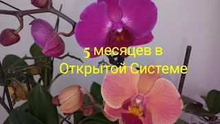 Орхидеи в открытой системе уже 5 месяцев. Результаты.