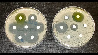 LSS Lies About Antibiotic Resistance
