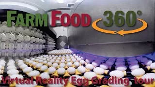 360 Virtual Reality Egg Grading and Processing Tour