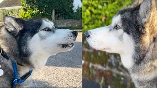 My Husky LOVES To Tell My MUM Off!