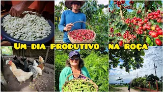 mais um dia em nosso pedaço de céu -COLHEITA de fava e café + cuidando das galinhas