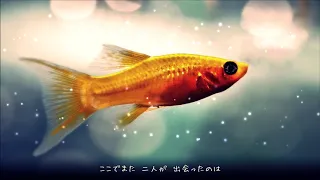 槇原敬之 FISH 歌詞付