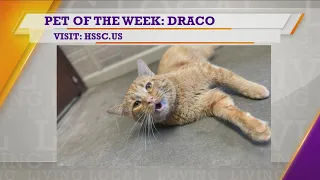 Pet of the Week | Draco