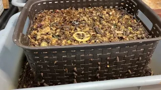 Black Soldier Fly Larvae & Prepupae Sorting