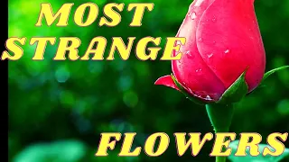 TOP 10 MOST BEAUTIFUL BUT STRANGE FLOWER IN THE WORLD