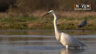 Vándormadarak világnapja (május 14.)