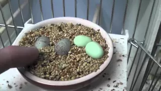 The first canary eggs have hatch.