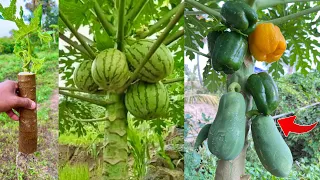 Special techniques for propagating papaya tree in peppers fruit | Grafting Papaya With Peppers