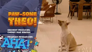 Fur baby na marunong magbilang at umakting, bida online! | AHA!