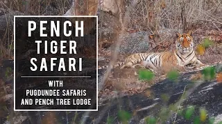 Pench Tiger Safari with Pugdundee Safaris and Pench Tree Lodge