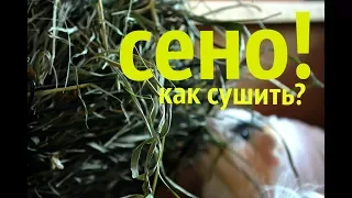 Как Сушить Сено? Сено Для Морских Свинок  SvinkiOnline