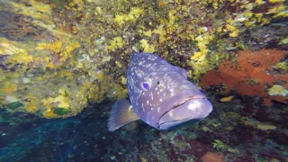 Diving in Elba 2017