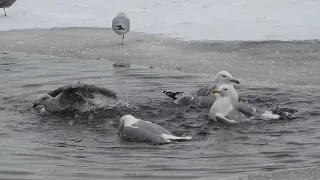 Мартин жовтоногий • Хохотунья • Caspian gull • Larus cachinnans (winter bathing)