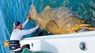 MASSIVE 500+lb Goliath Grouper!!