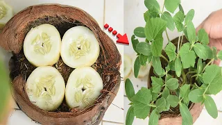 How to grow cucumber trees from cucumber leaves and Fruits- with 100% Success {New Gardening Method}