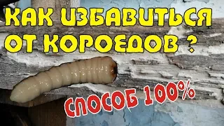 Как избавиться от короедов? Лучший способ!