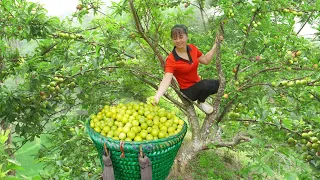 Harvesting Plums Go To Market Sell, Shopping in the supermarket || Phương - Free Bushcraft