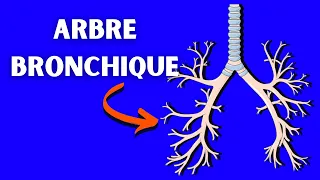 Anatomie de l'arbre bronchique