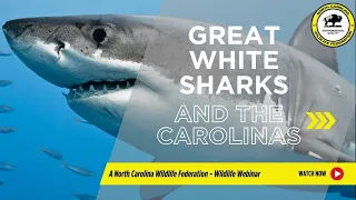 Great White Sharks: How Scientists are Researching Importance of the Carolinas - NCWF