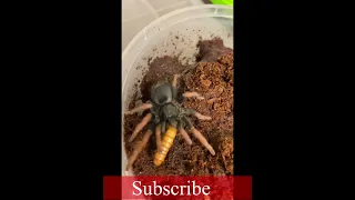 Tarantula feeding || #shorts #shortsvideo #shortsfeed #livefeeding #tarantula #tarantulafeeding