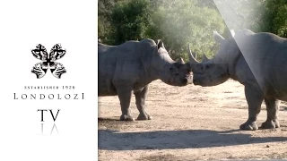 Rhinos Courting and Mating - Londolozi TV