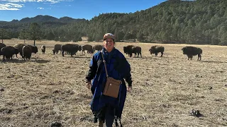 Cabañas los fortines les presento el bisonte americano en Zacatecas