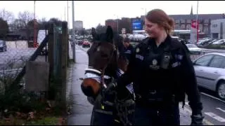 Horses on the loose on Penn Road, Wolverhampton