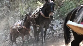 San Ysidro Trail Mule Packing B Roll