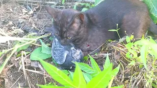 How This Crazy Cat Catch Pigeons Alive