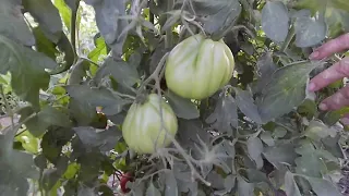 Сорта помидор 2023 года