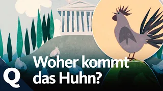 Die Geschichte vom Huhn als Haustier | Quarks