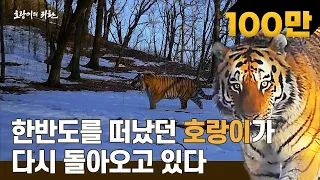 호랑이가 한반도로 돌아오고 있다?? 새로운 영역이 필요한 고독한 호랑이들🐅 | 자연다큐멘터리 귀환 - 1부 호랑이의 귀환 #다큐멘터리