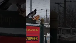 Ворона и пакет Макдональдса