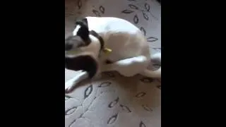 Mad Dog Rolling and Scratching